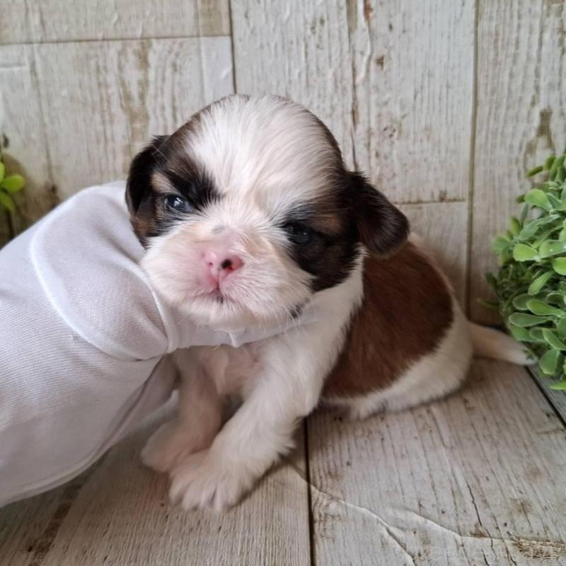 販売中の千葉県のシーズー-435440の10枚目