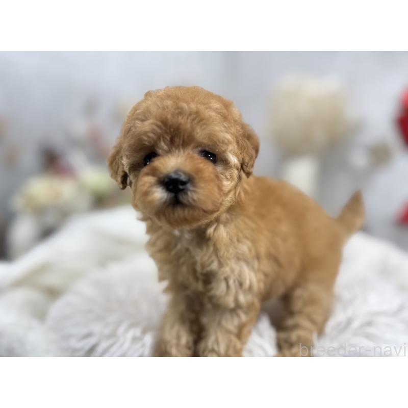 成約済の京都府のタイニープードル-433386の1枚目