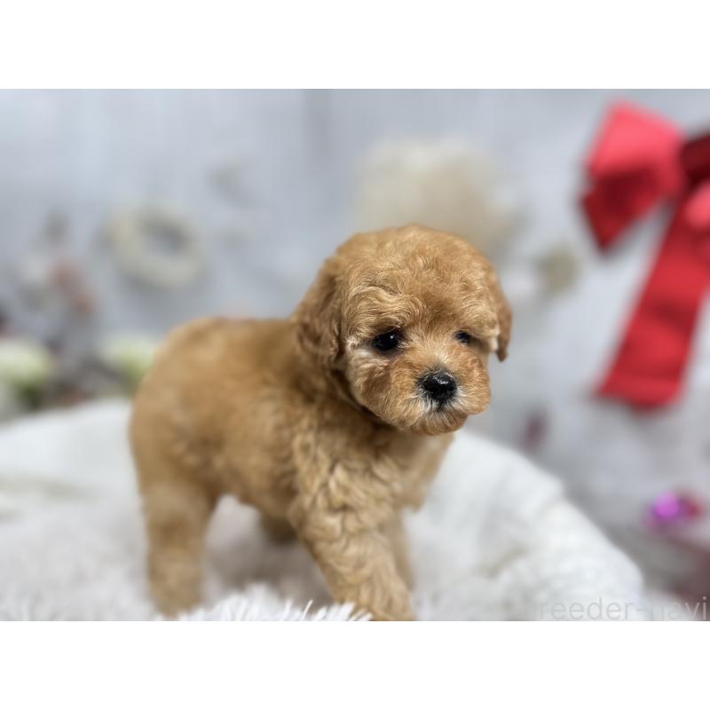 成約済の京都府のタイニープードル-433386の2枚目