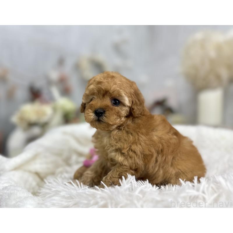 成約済の京都府のタイニープードル-433384の1枚目