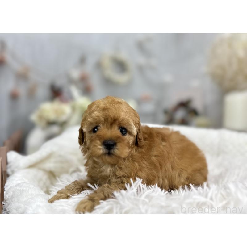 成約済の京都府のタイニープードル-433384の4枚目