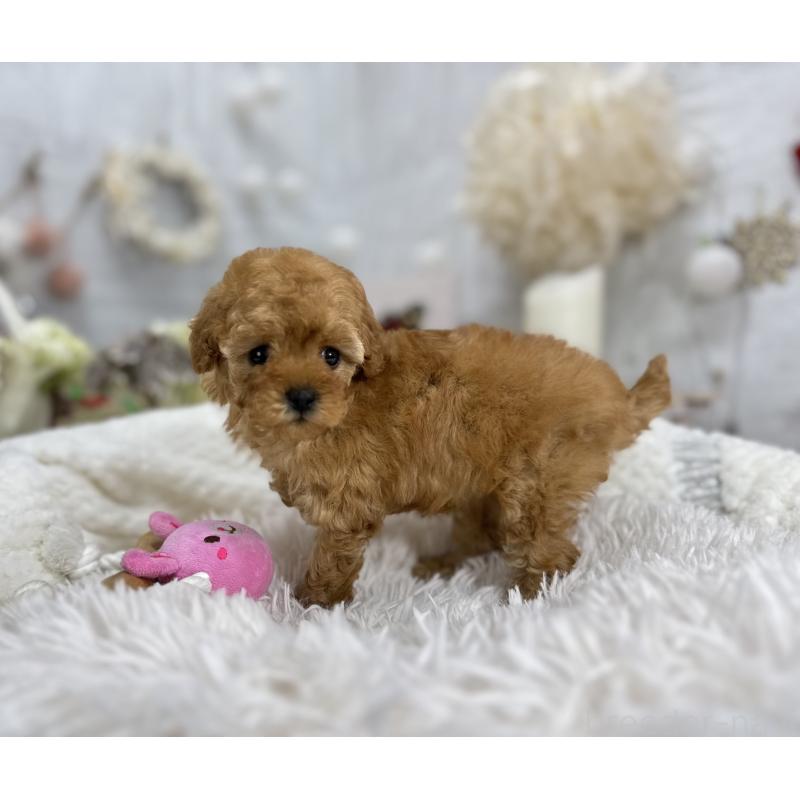 成約済の京都府のタイニープードル-433384の3枚目