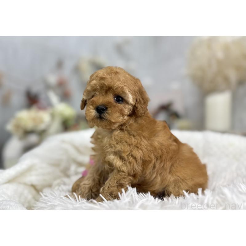 成約済の京都府のタイニープードル-433384の2枚目