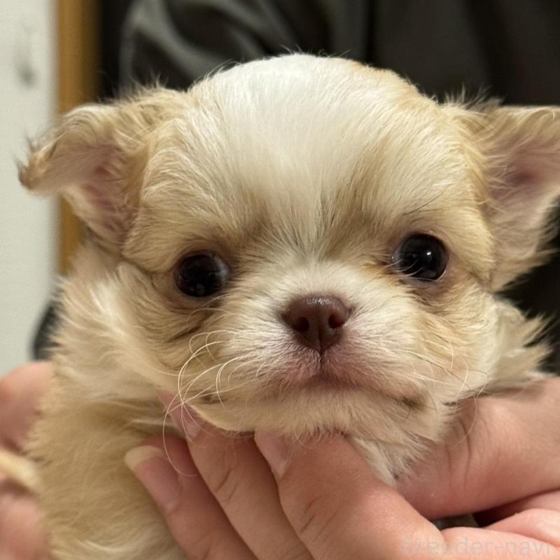 販売中の埼玉県のチワワ(ロングコート)-435441の1枚目