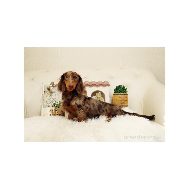 成約済の佐賀県のミニチュアダックスフンド(ロングヘアード)-392330の5枚目