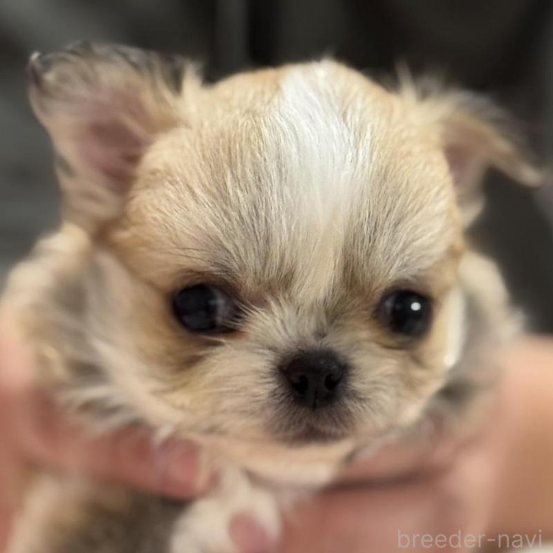 販売中の埼玉県のチワワ(ロングコート)-435443の1枚目