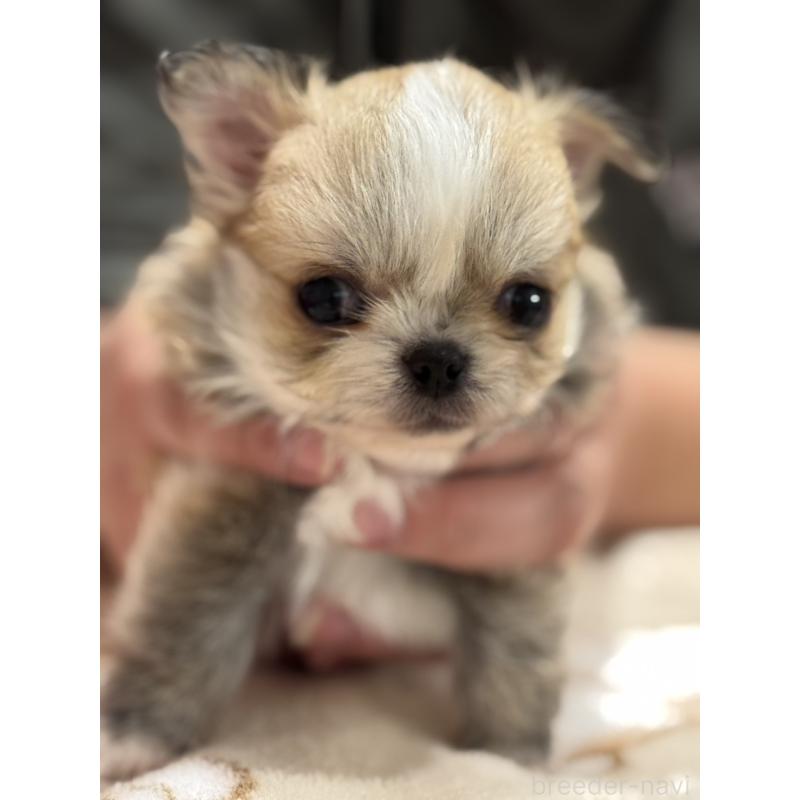 販売中の埼玉県のチワワ(ロングコート)-435443の2枚目