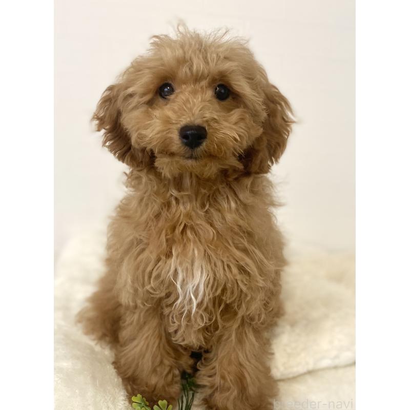 販売中の静岡県のトイプードル-435445の5枚目