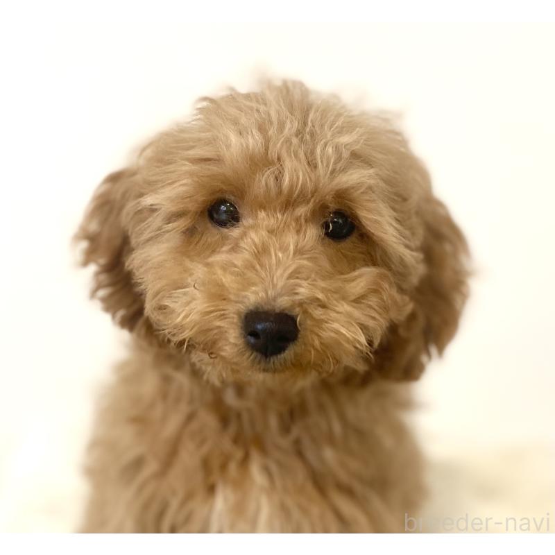 販売中の静岡県のトイプードル-435445の4枚目