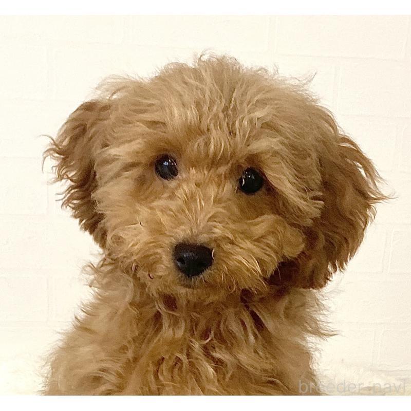 販売中の静岡県のトイプードル-435445の3枚目