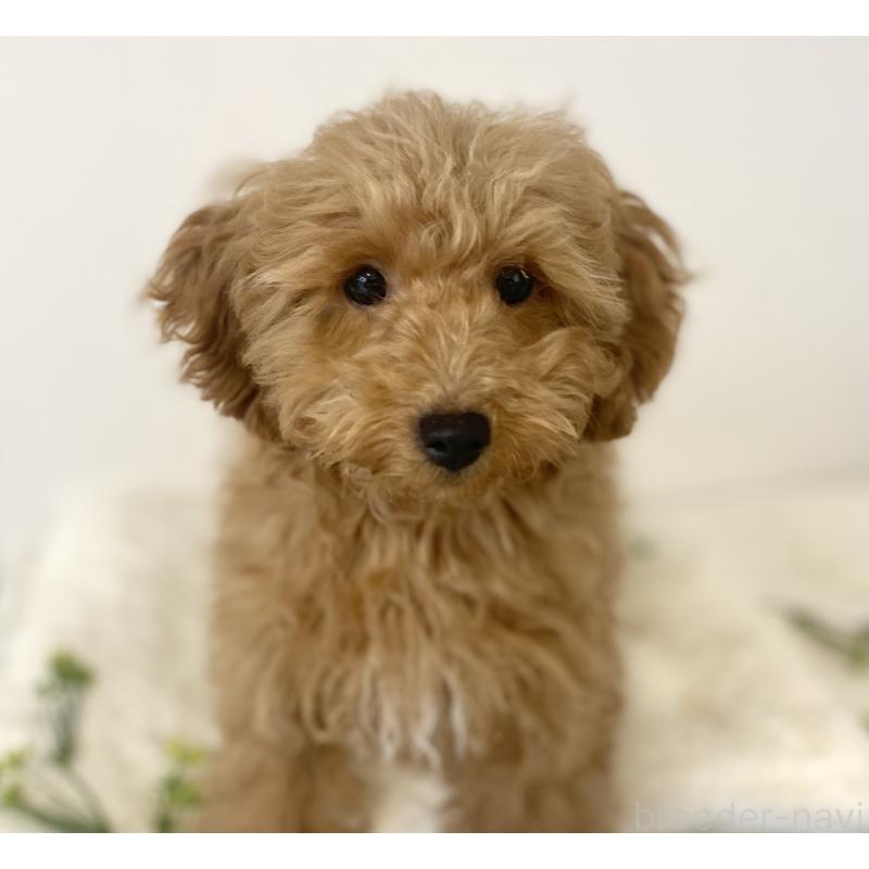 販売中の静岡県のトイプードル-435445の2枚目