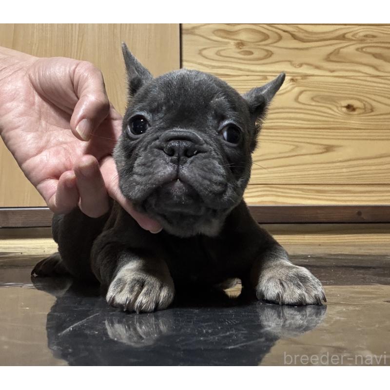 成約済の愛媛県のフレンチブルドッグ-430534の2枚目