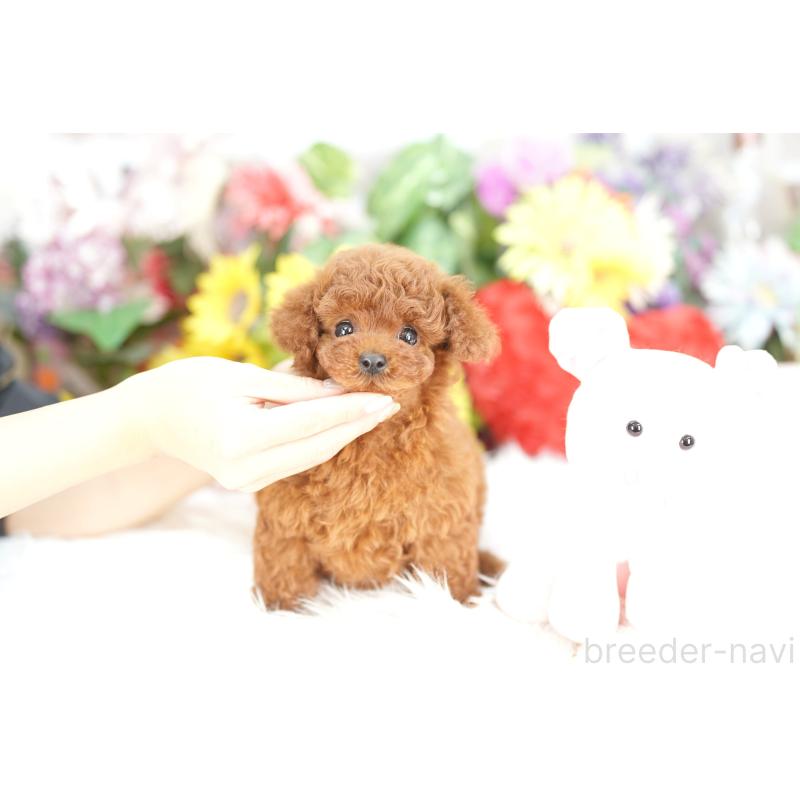 販売中の埼玉県のトイプードル-435446の5枚目