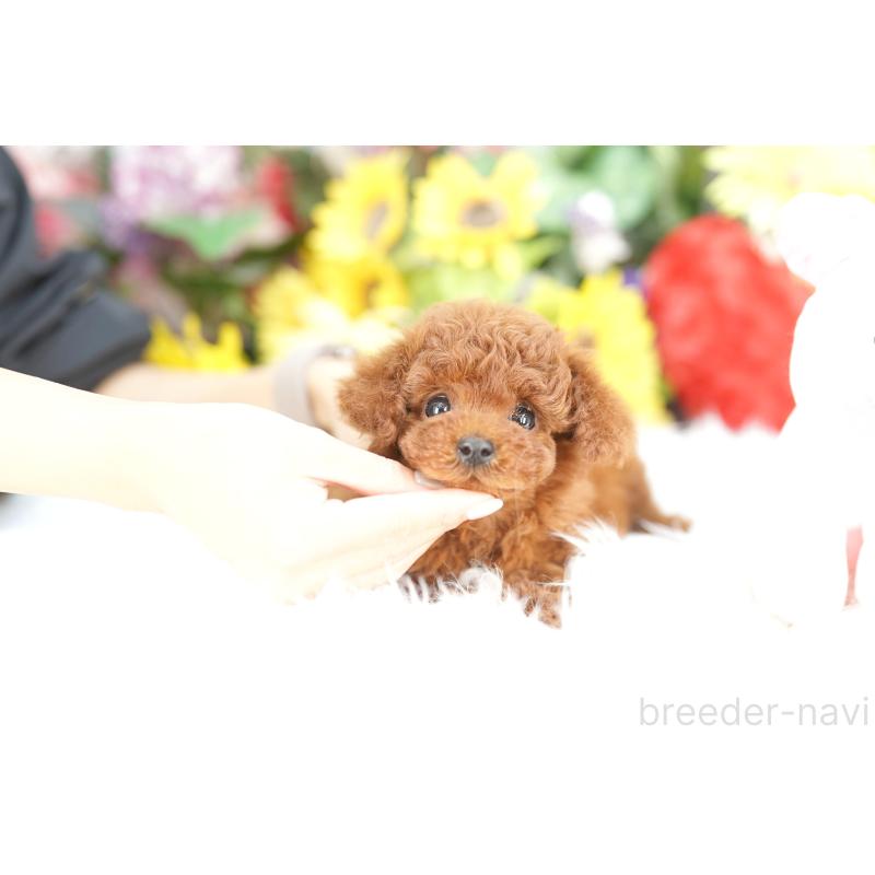 販売中の埼玉県のトイプードル-435446の4枚目