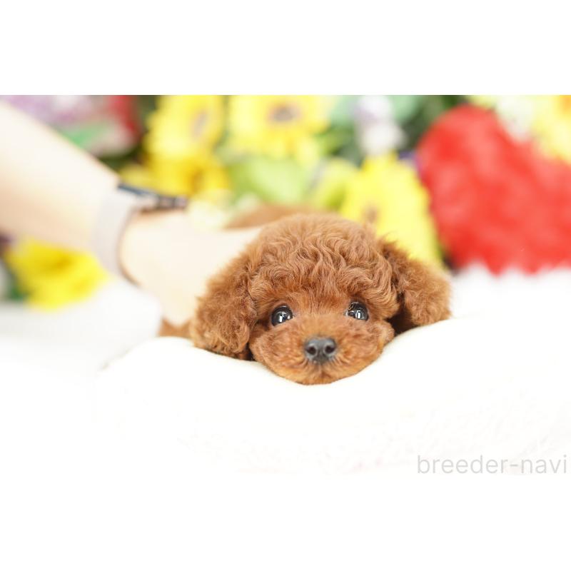 販売中の埼玉県のトイプードル-435446の3枚目