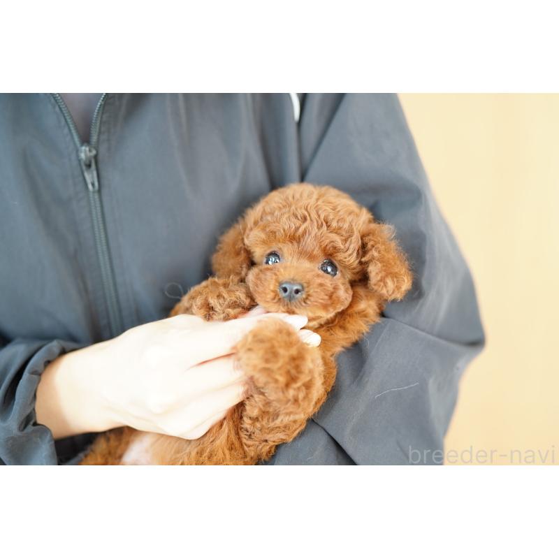 販売中の埼玉県のトイプードル-435446の2枚目