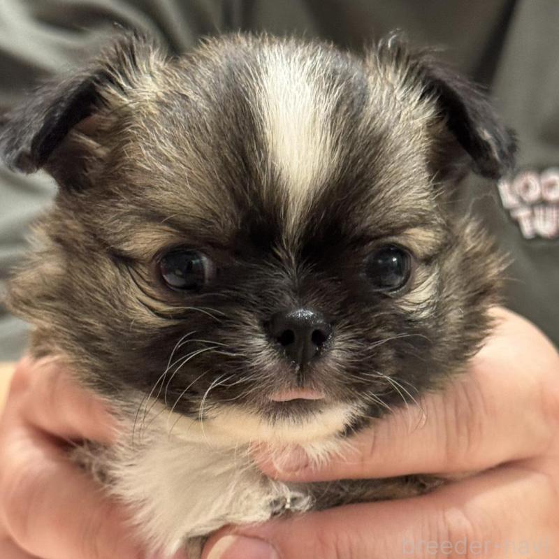 販売中の埼玉県のチワワ(ロングコート)-435447の1枚目