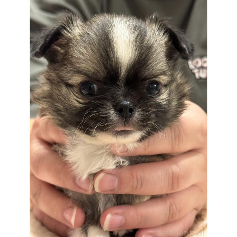 販売中の埼玉県のチワワ(ロングコート)-435447の2枚目