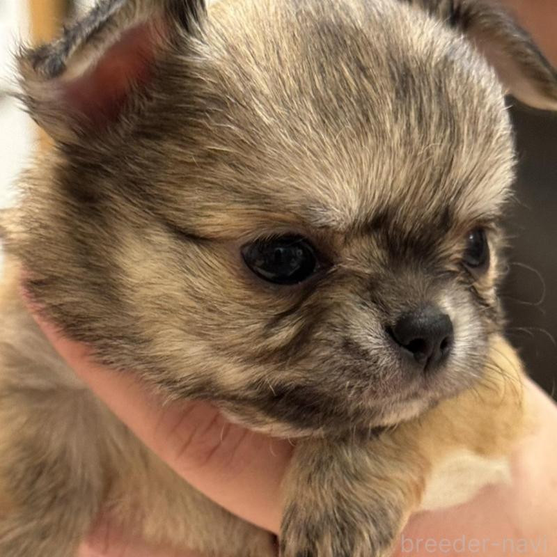 販売中の埼玉県のチワワ(ロングコート)-435448の1枚目