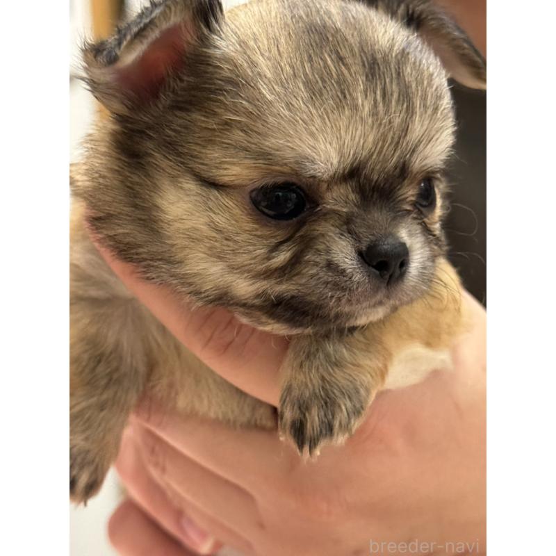 販売中の埼玉県のチワワ(ロングコート)-435448の2枚目