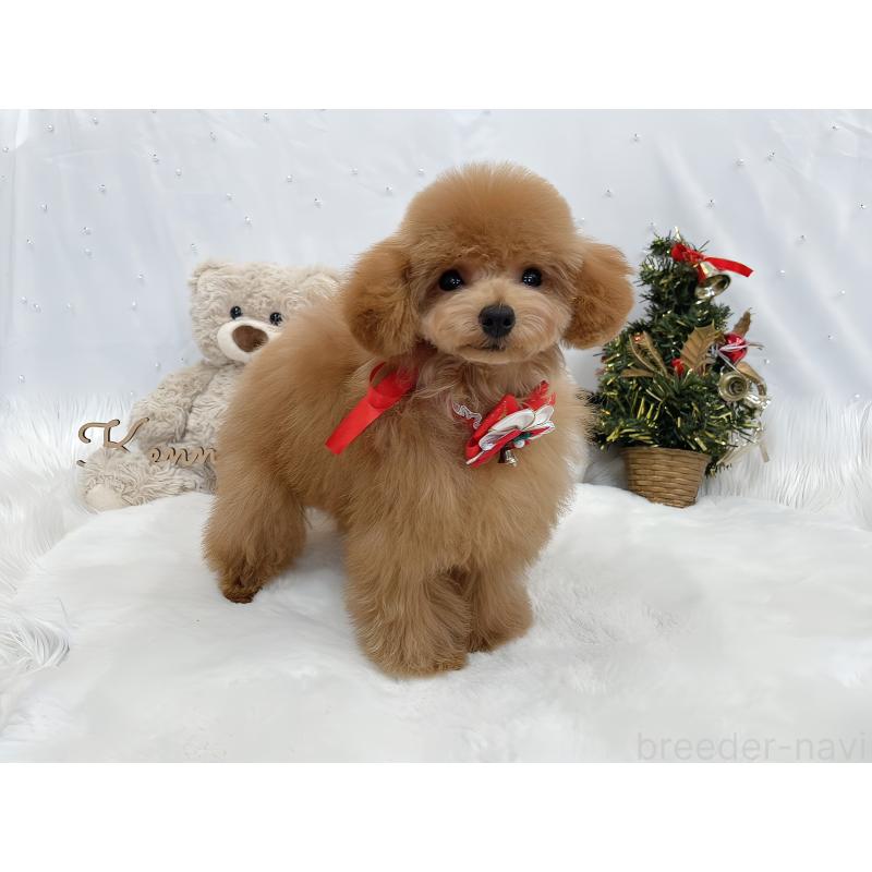 成約済の大阪府のティーカッププードル-419243の2枚目