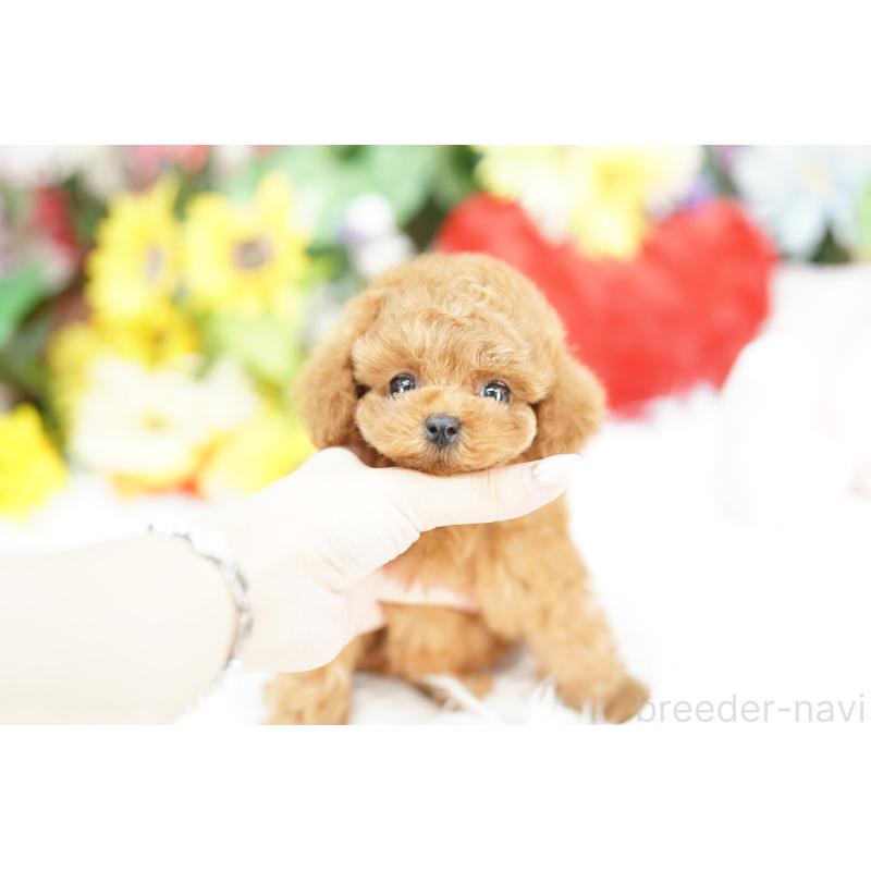 販売中の埼玉県のトイプードル-435449の4枚目