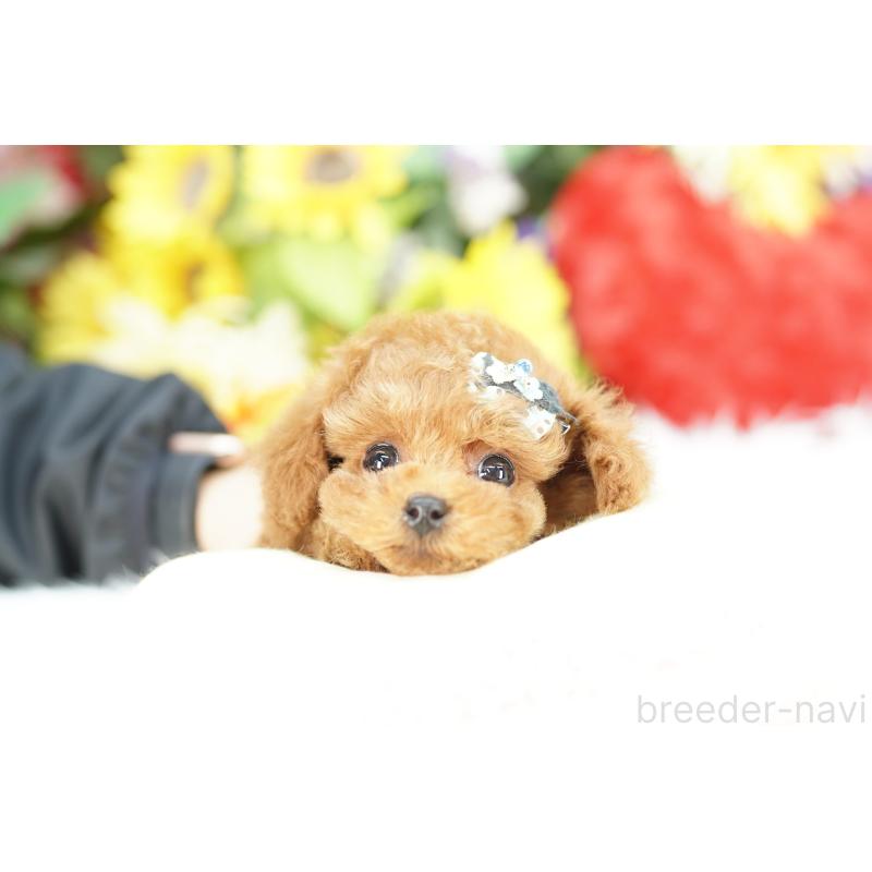 販売中の埼玉県のトイプードル-435449の3枚目