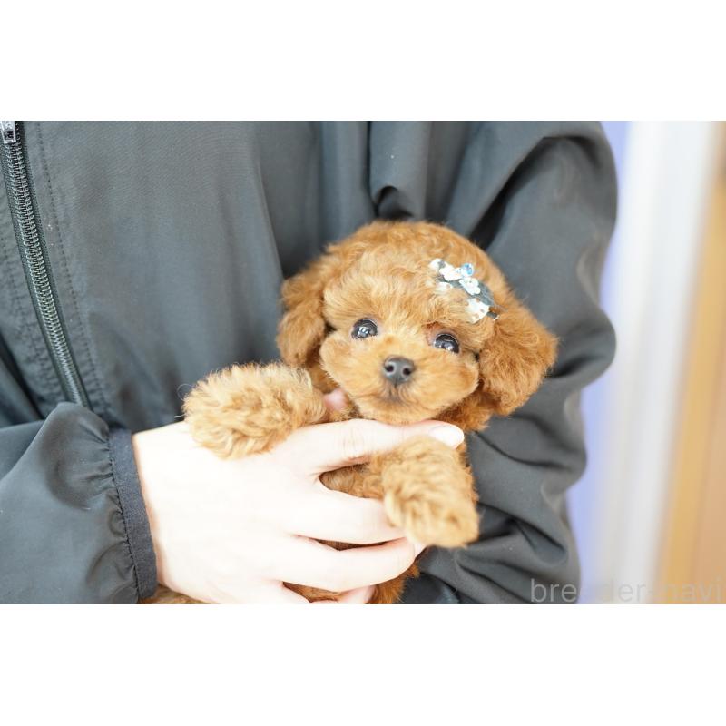 販売中の埼玉県のトイプードル-435449の2枚目