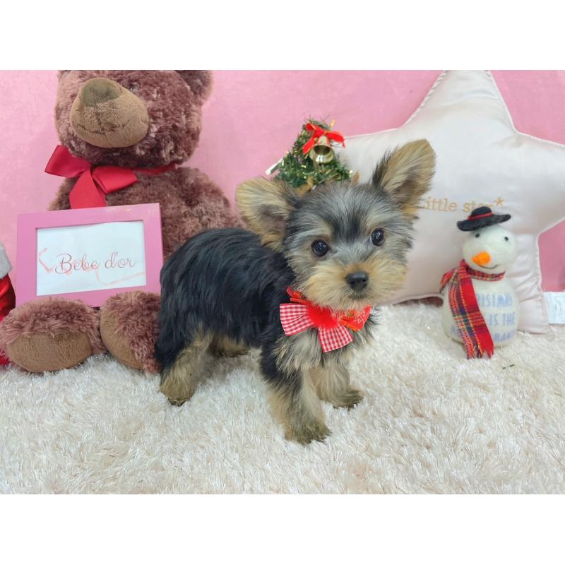 成約済の大阪府のヨークシャーテリア-428122の3枚目