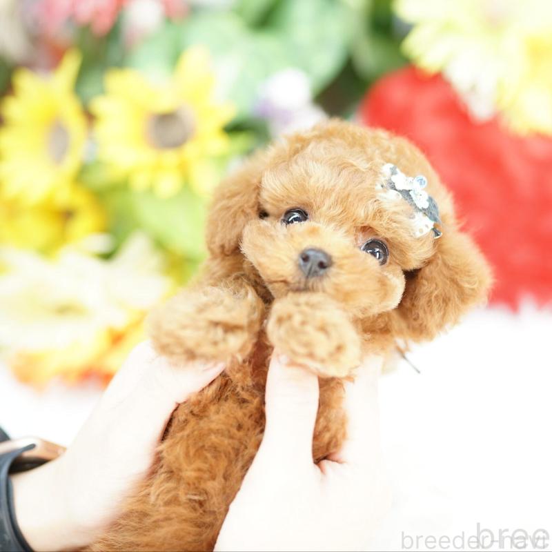 販売中の埼玉県のトイプードル-435449