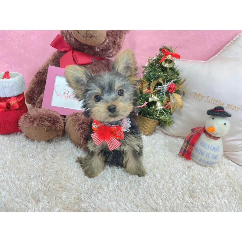 成約済の大阪府のヨークシャーテリア-428122の2枚目