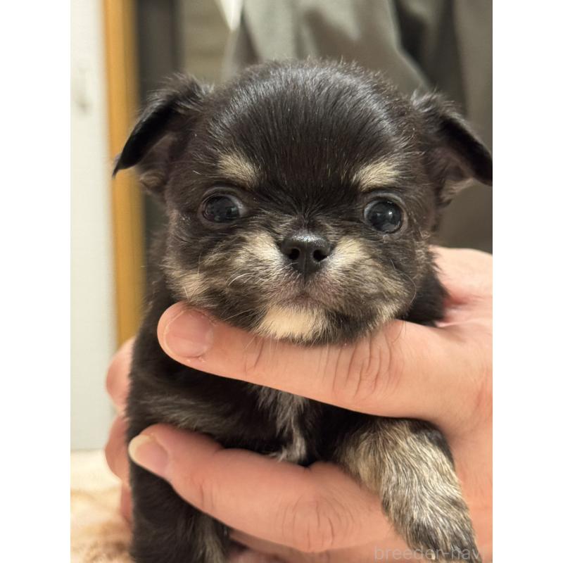 販売中の埼玉県のチワワ(ロングコート)-435450の2枚目