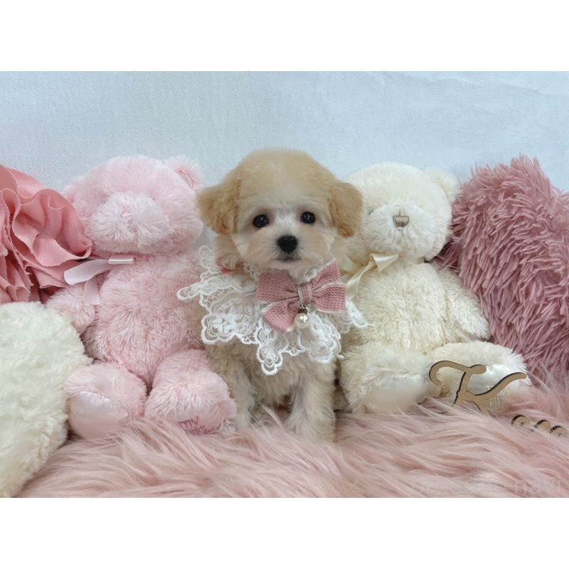 販売中の大阪府のティーカッププードル-428151の4枚目