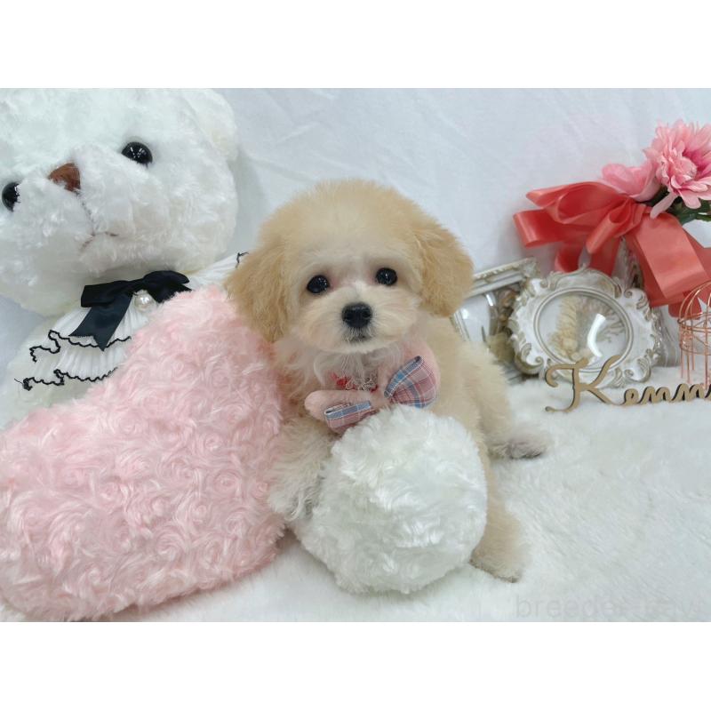 販売中の大阪府のティーカッププードル-428151の3枚目