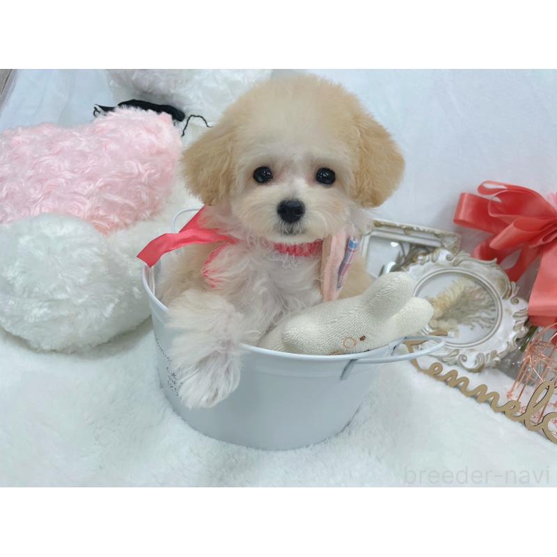 販売中の大阪府のティーカッププードル-428151の2枚目