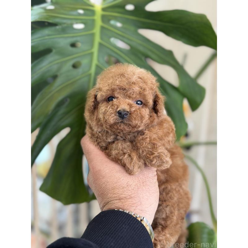 販売中の静岡県のタイニープードル-435451の5枚目