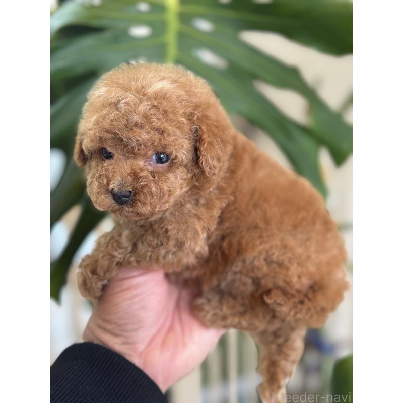 販売中の静岡県のタイニープードル-435451の4枚目