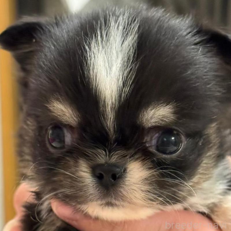 販売中の埼玉県のチワワ(ロングコート)-435452の1枚目