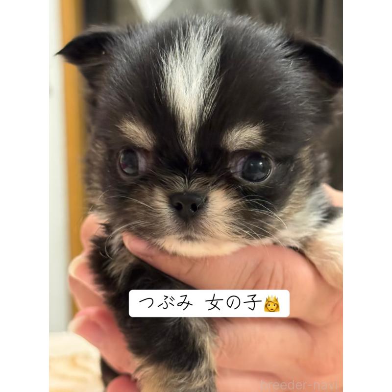 販売中の埼玉県のチワワ(ロングコート)-435452の2枚目