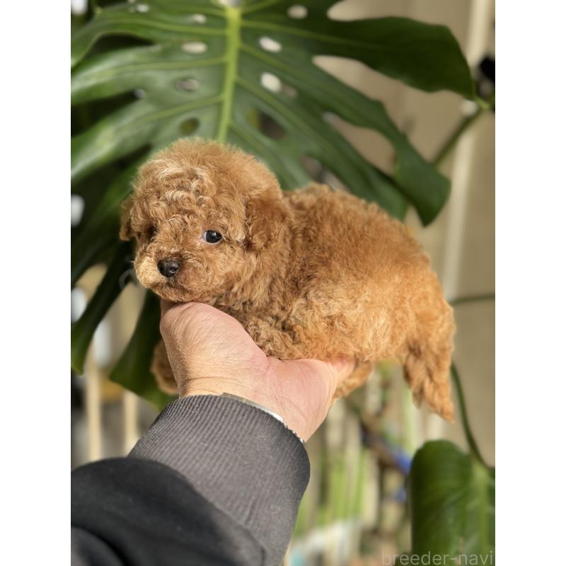 販売中の静岡県のタイニープードル-435453の4枚目