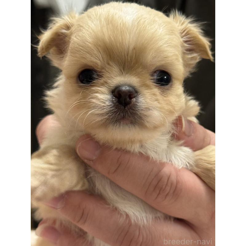 販売中の埼玉県のチワワ(ロングコート)-435455の2枚目