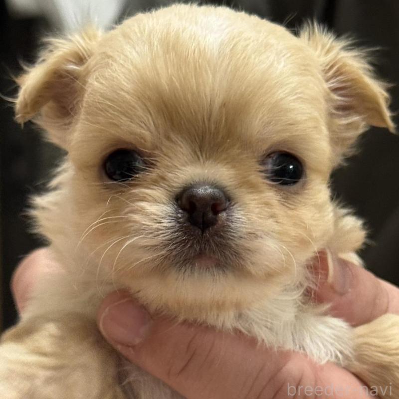 販売中の埼玉県のチワワ(ロングコート)-435455