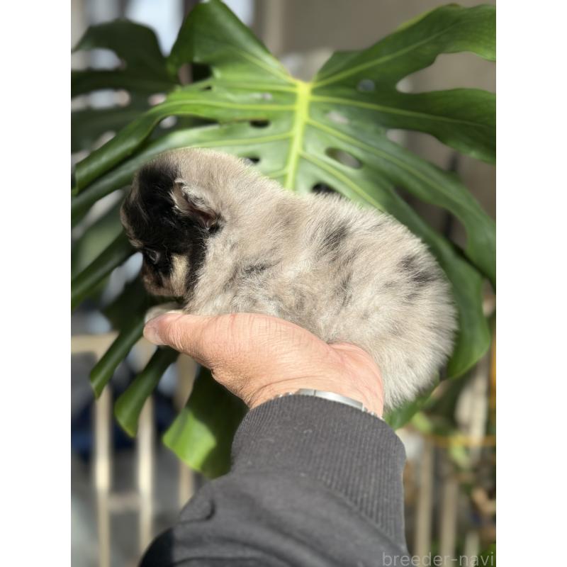 成約済の静岡県のポメチワ:ポメラニアン×チワワ-433250の5枚目