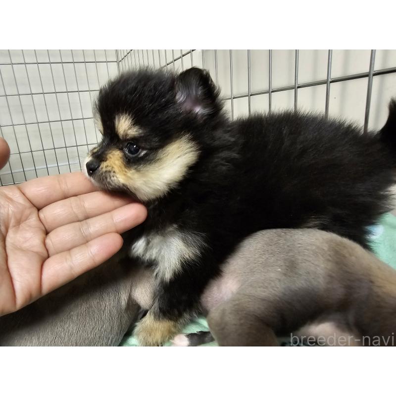 販売中の愛知県のポメラニアン-435457の8枚目