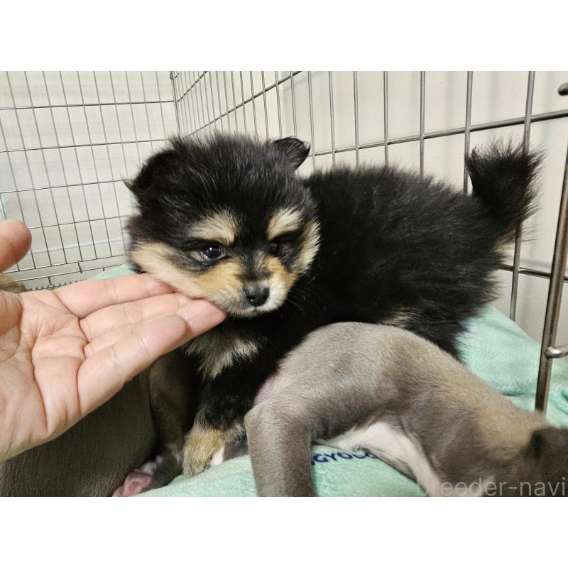 販売中の愛知県のポメラニアン-435457の7枚目