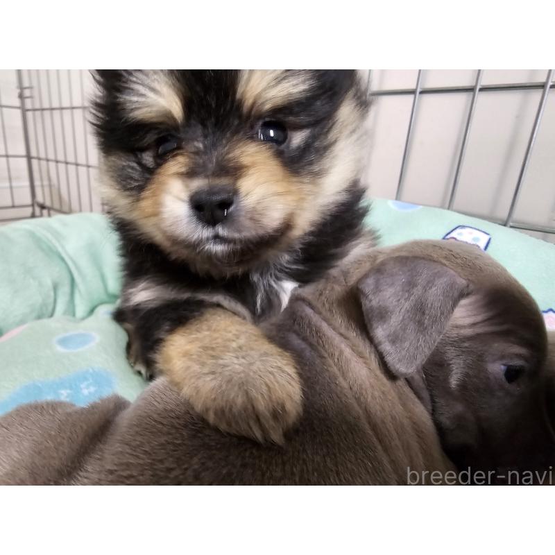 販売中の愛知県のポメラニアン-435457の6枚目