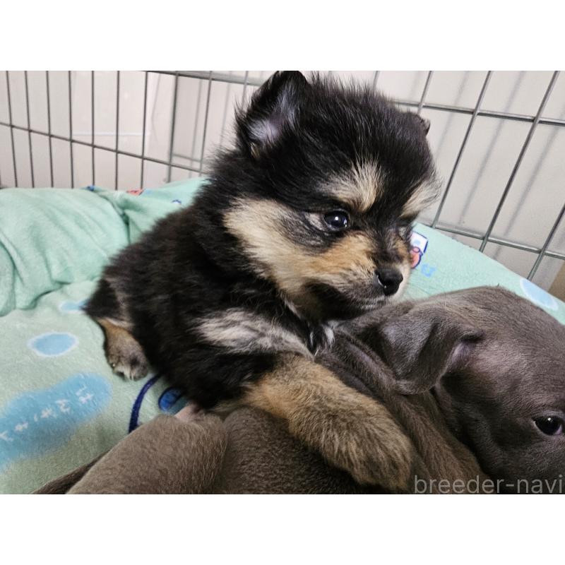 販売中の愛知県のポメラニアン-435457の5枚目