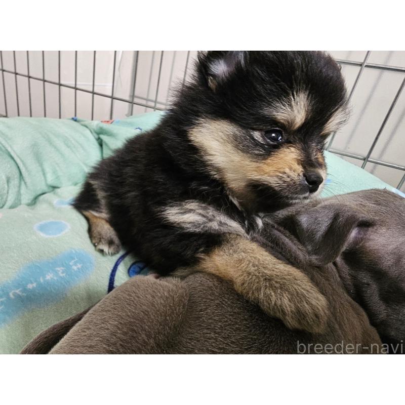 販売中の愛知県のポメラニアン-435457の4枚目