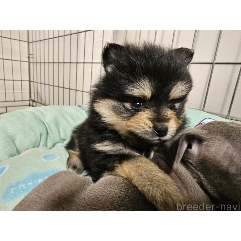 販売中の愛知県のポメラニアン-435457の3枚目