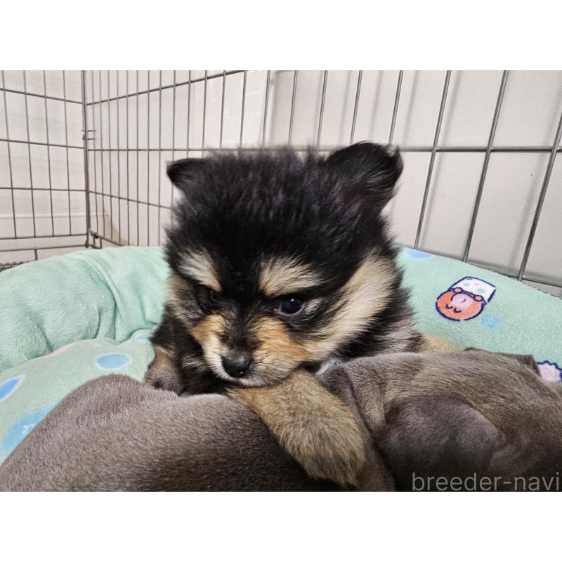 販売中の愛知県のポメラニアン-435457の2枚目